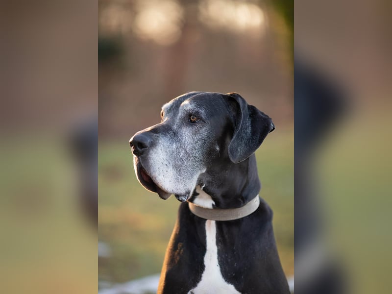 Manny - wünscht dich ein ruhiges Zuhause