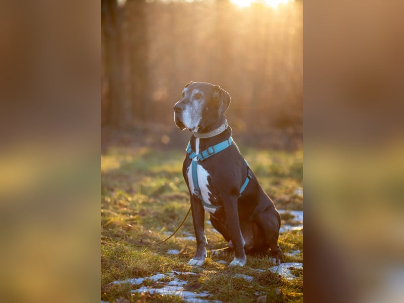 Manny - wünscht dich ein ruhiges Zuhause