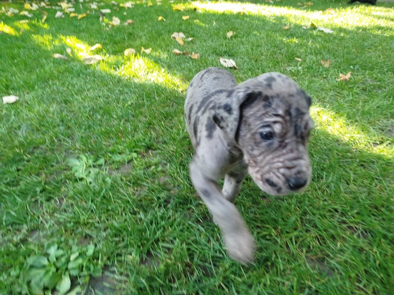 Reinrassige Deutsche Doggen Welpen