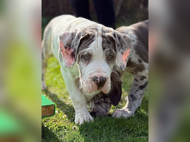 Superschöne nicht ganz reinrassige Deutsche Doggenwelpen können bald ausziehen