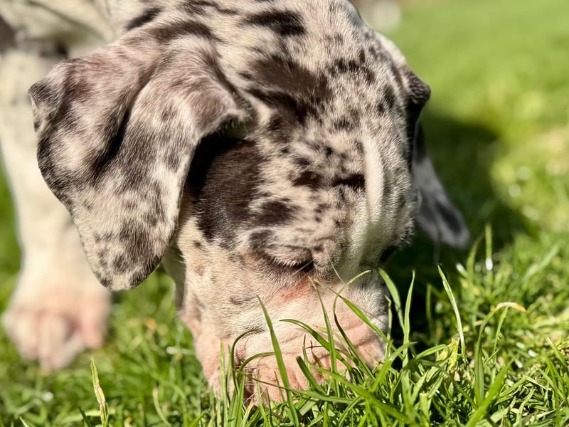 Superschöne nicht ganz reinrassige Deutsche Doggenwelpen können bald ausziehen