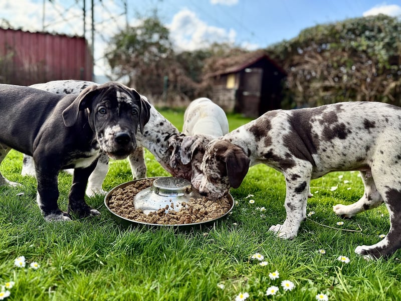 Superschöne nicht ganz reinrassige Deutsche Doggenwelpen können bald ausziehen