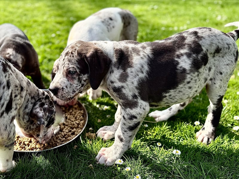 Superschöne nicht ganz reinrassige Deutsche Doggenwelpen können bald ausziehen