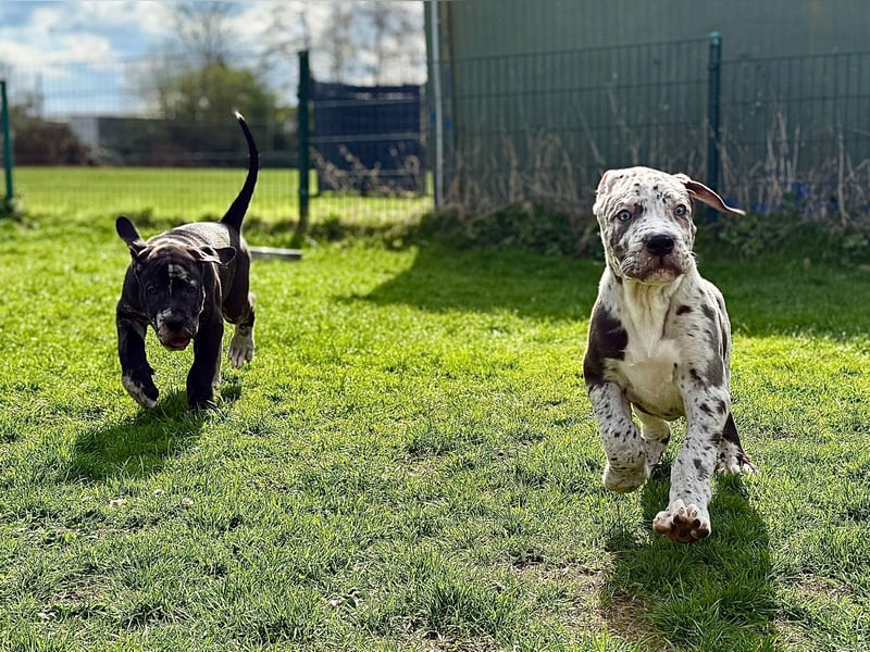 Superschöne nicht ganz reinrassige Deutsche Doggenwelpen können bald ausziehen