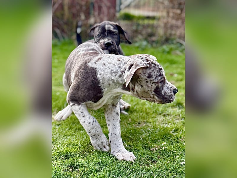 Superschöne nicht ganz reinrassige Deutsche Doggenwelpen können bald ausziehen