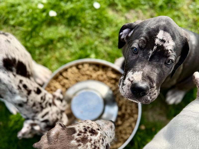 Superschöne nicht ganz reinrassige Deutsche Doggenwelpen können bald ausziehen