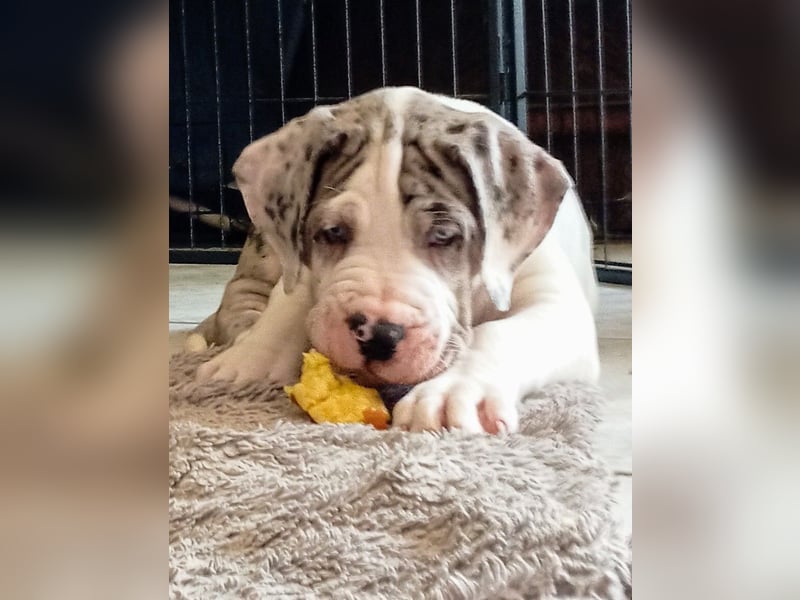 Superschöne nicht ganz reinrassige Deutsche Doggenwelpen können bald ausziehen