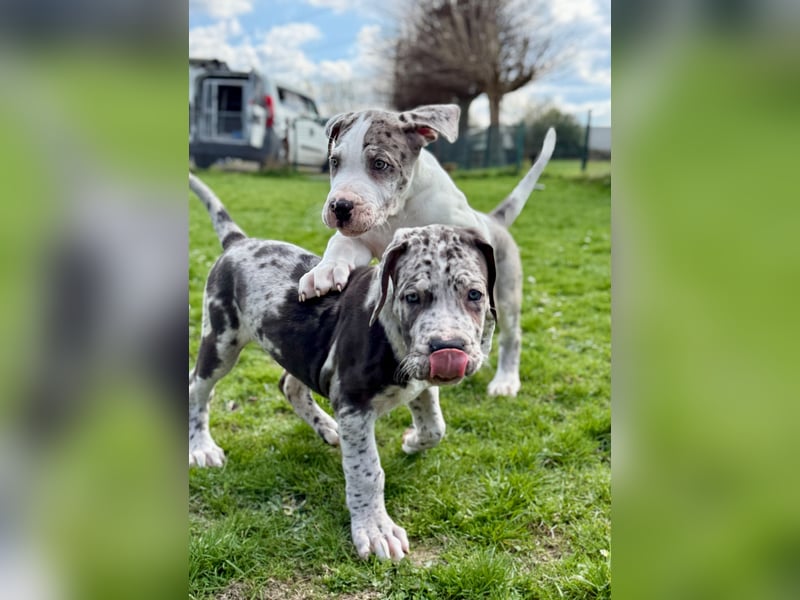 Superschöne nicht ganz reinrassige Deutsche Doggenwelpen können bald ausziehen