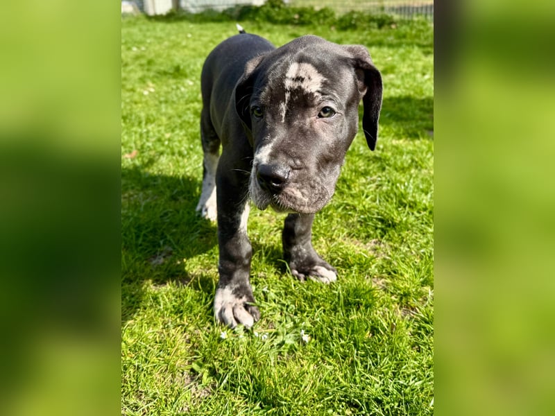Superschöne nicht ganz reinrassige Deutsche Doggenwelpen können bald ausziehen