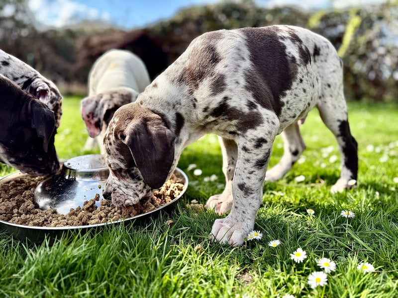 Superschöne nicht ganz reinrassige Deutsche Doggenwelpen können bald ausziehen