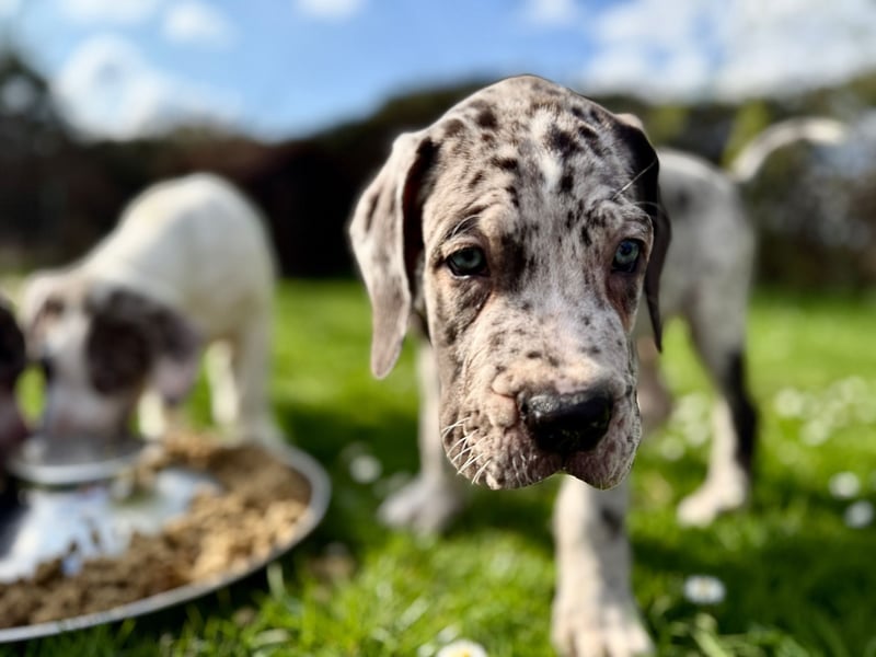 Superschöne nicht ganz reinrassige Deutsche Doggenwelpen können bald ausziehen