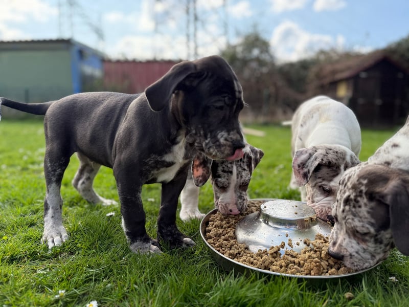 Superschöne nicht ganz reinrassige Deutsche Doggenwelpen können bald ausziehen