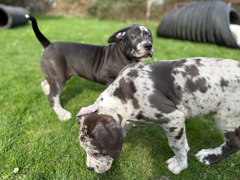 Superschöne nicht ganz reinrassige Deutsche Doggenwelpen können bald ausziehen