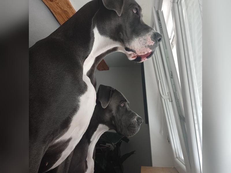 Deutsche Doggen Geschwisterpärchen