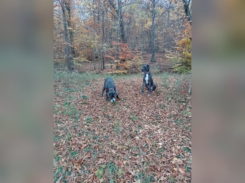 Deutsche Doggen Geschwisterpärchen