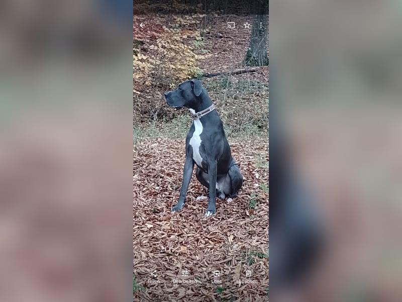 Deutsche Doggen Geschwisterpärchen