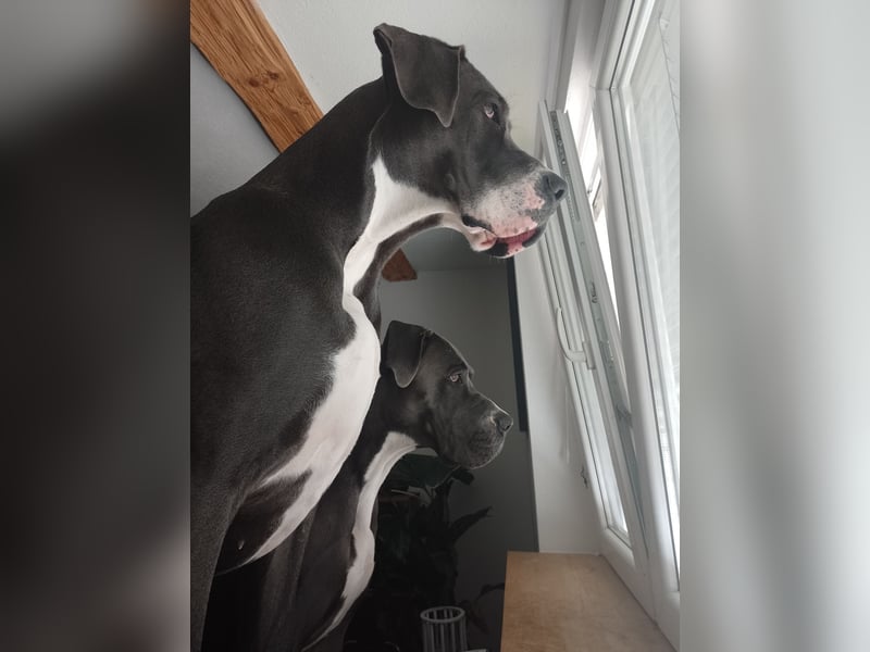 Deutsche Doggen Geschwisterpärchen