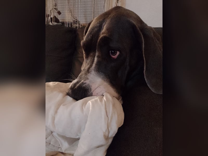 Deutsche Doggen Geschwisterpärchen