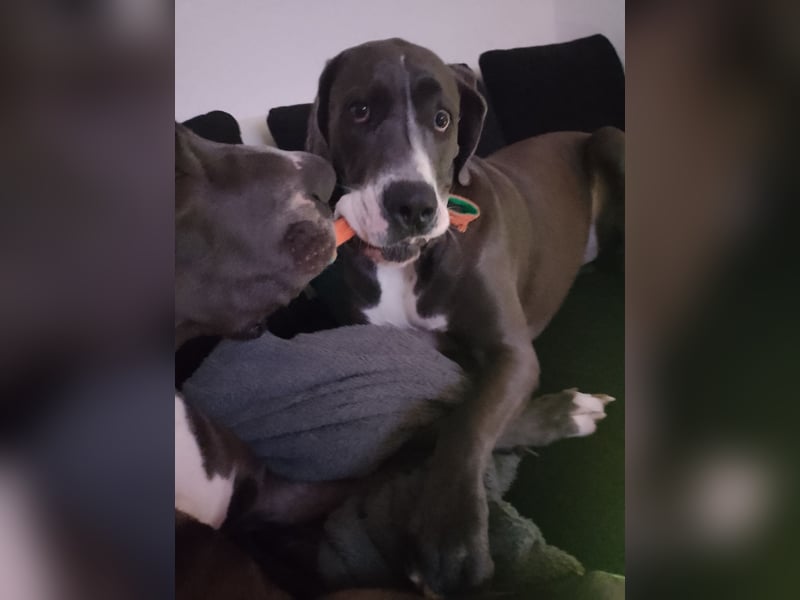 Deutsche Doggen Geschwisterpärchen