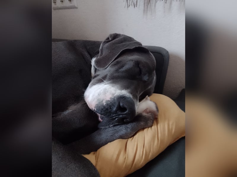 Deutsche Doggen Geschwisterpärchen