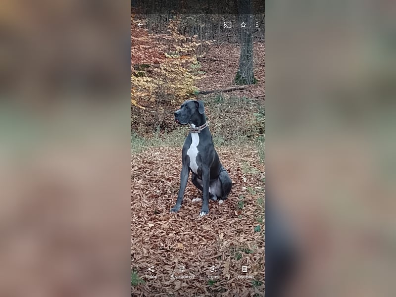 Deutsche Doggen Geschwisterpärchen
