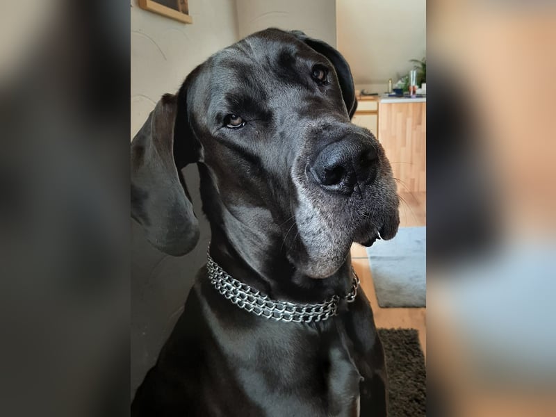Deutsche Dogge Deckrüde !Kein Verkauf!
