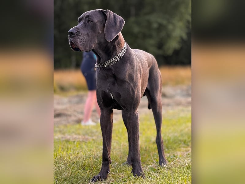 Deutsche Dogge Deckrüde !Kein Verkauf!