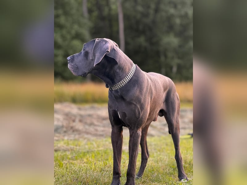 Deutsche Dogge Deckrüde !Kein Verkauf!