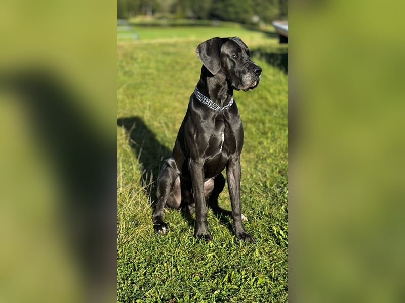 Deutsche Dogge Deckrüde !Kein Verkauf!