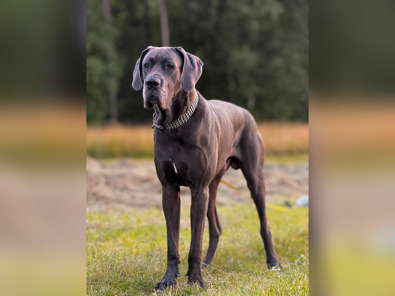 Deutsche Dogge Deckrüde !Kein Verkauf!