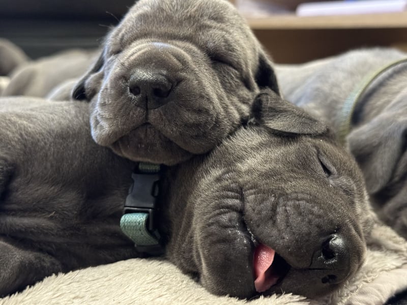 Deutsche Dogge in blau