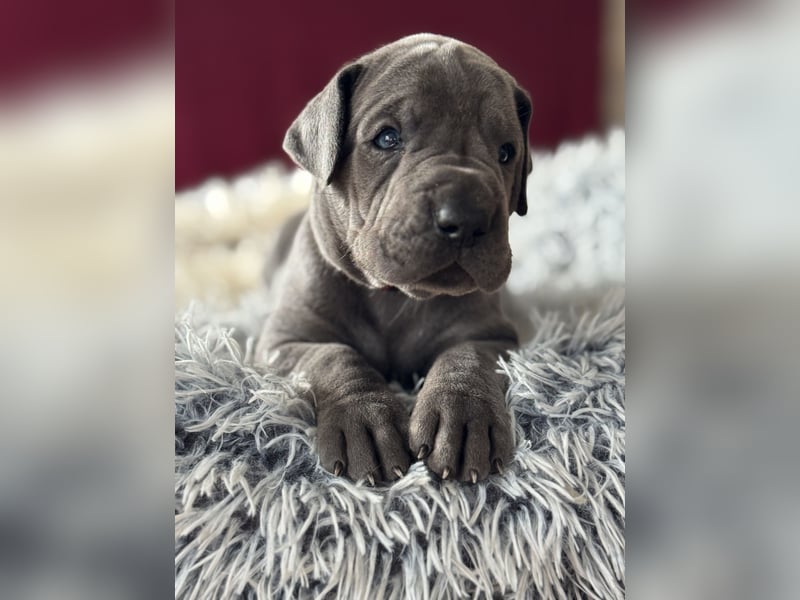 Deutsche Doggen in blau