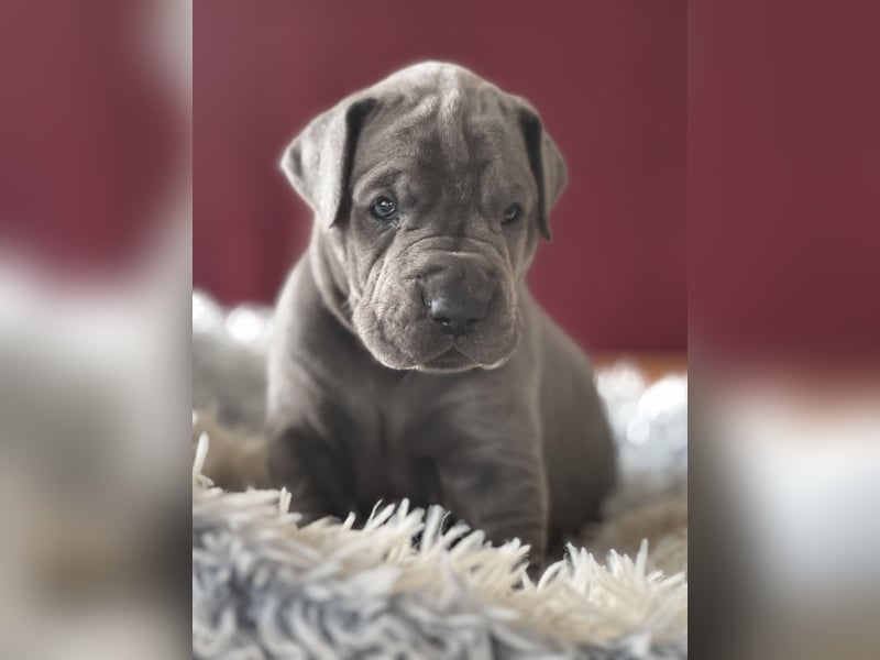 Deutsche Dogge in blau