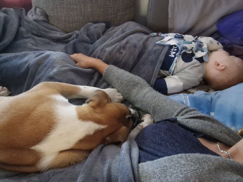 Dogge-Boxer-Mischlingsrüde