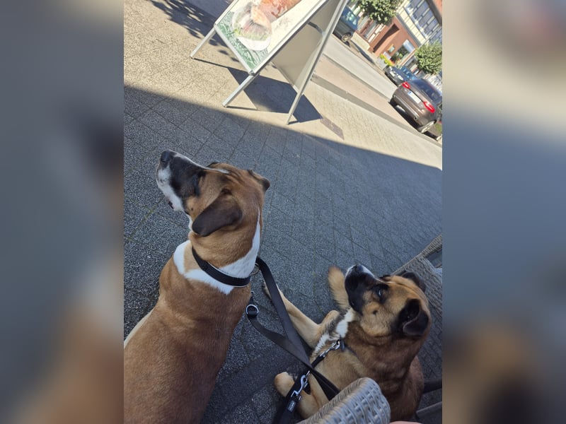 Dogge-Boxer-Mischlingsrüde