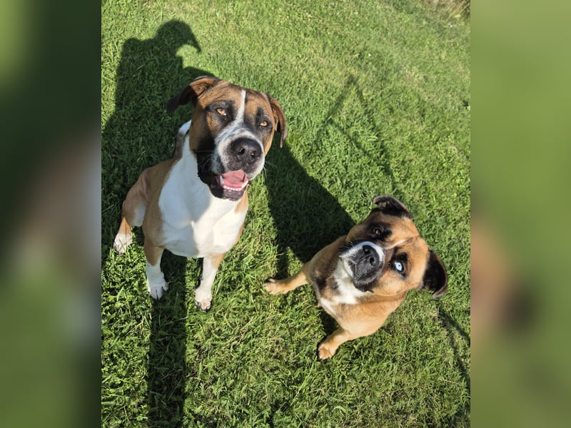 Dogge-Boxer-Mischlingsrüde