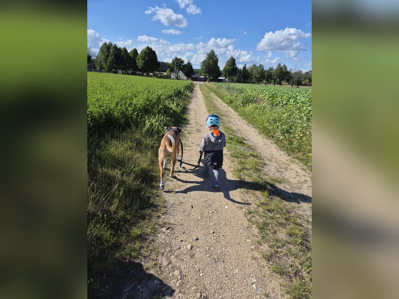Dogge-Boxer-Mischlingsrüde