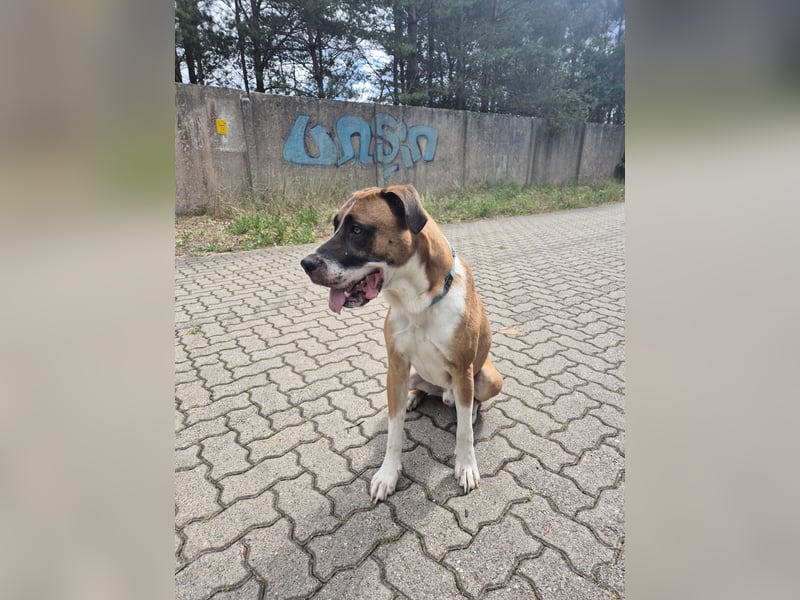 Dogge-Boxer-Mischlingsrüde