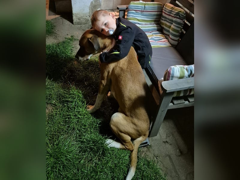 Dogge-Boxer-Mischlingsrüde