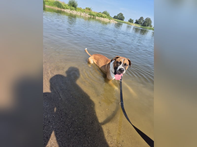 Dogge-Boxer-Mischlingsrüde