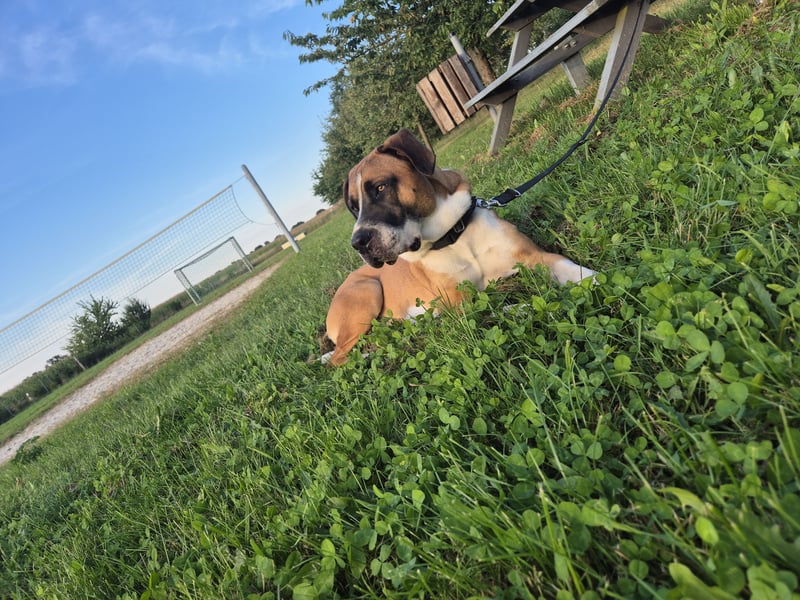 Dogge-Boxer-Mischlingsrüde