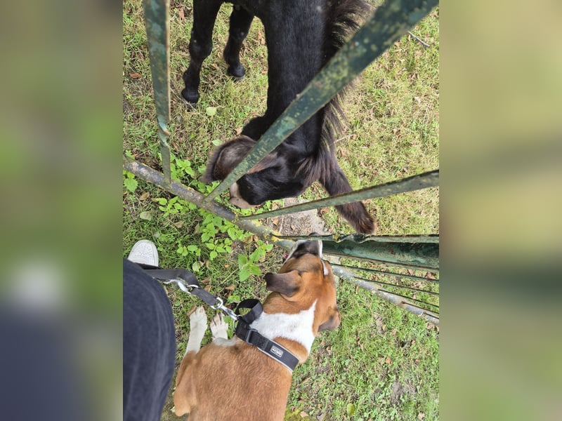 Dogge-Boxer-Mischlingsrüde