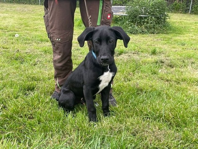 Alberto, Doggen-Labrador-Mix, geb. 1/ 2025, su. seine Familie