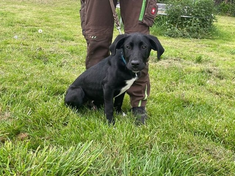Alberto, Doggen-Labrador-Mix, geb. 1/ 2025, su. seine Familie
