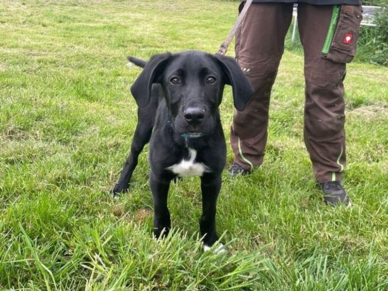 Alberto, Doggen-Labrador-Mix, geb. 1/ 2025, su. seine Familie