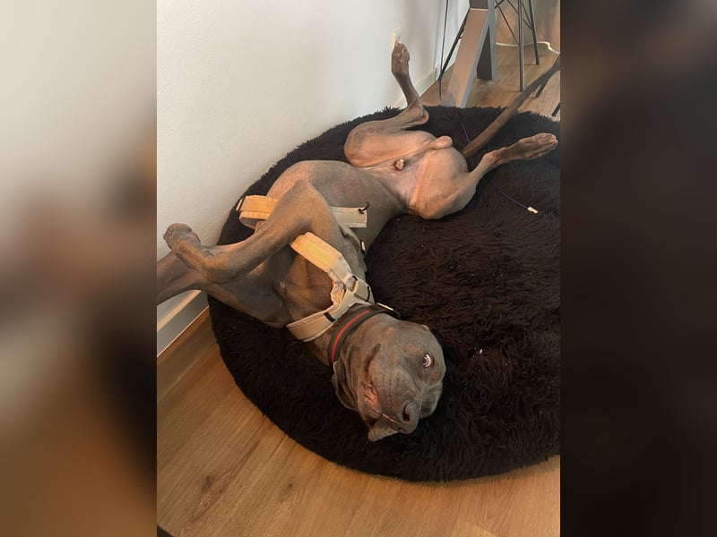 Weimaraner-Dogge