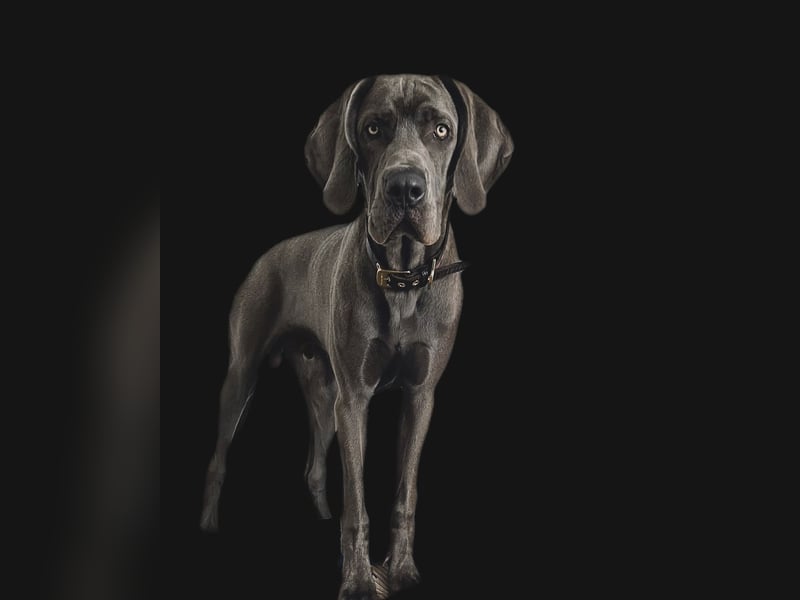 Weimaraner-Dogge