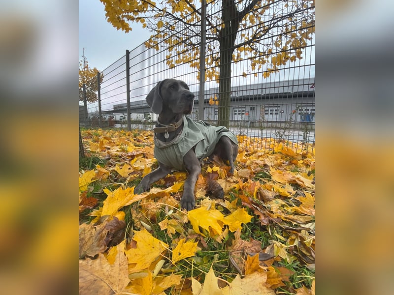 Weimaraner-Dogge
