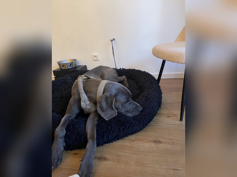 Weimaraner-Dogge