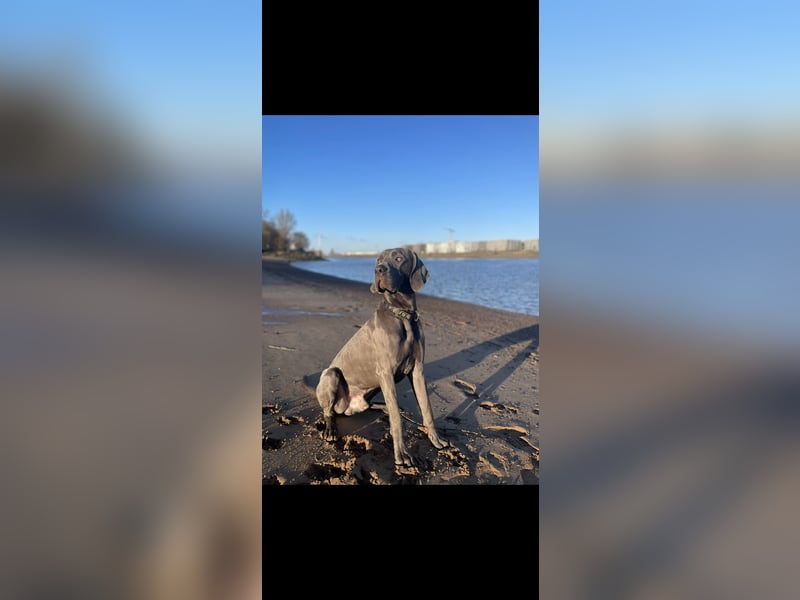 Weimaraner-Dogge